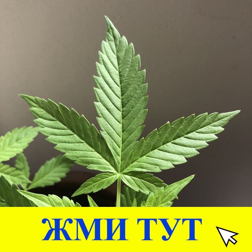 Купить наркотики в Судогде